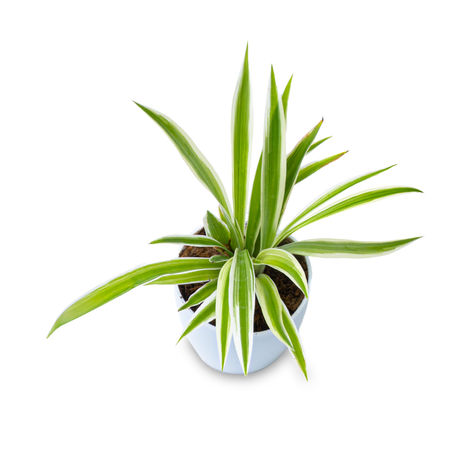 Bloom Baby Spider Plant in Magnetic Pot