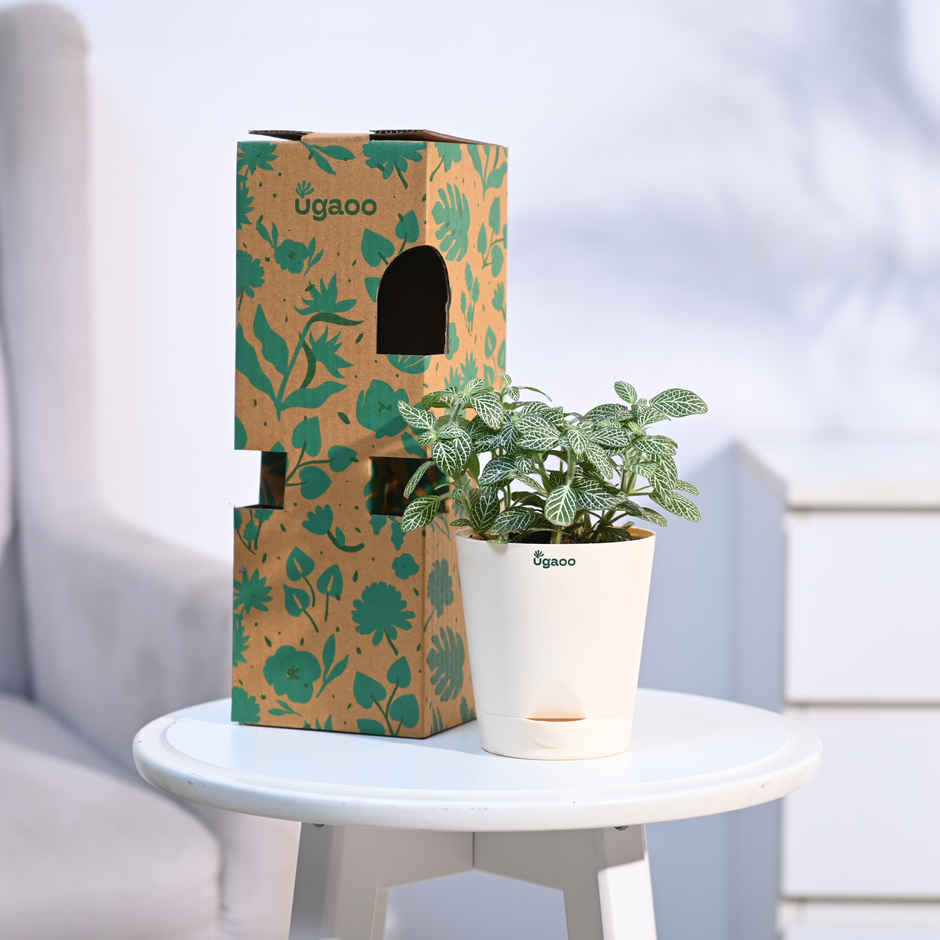 Ugaoo Fittonia Green Plant with Ivory Krish Pot