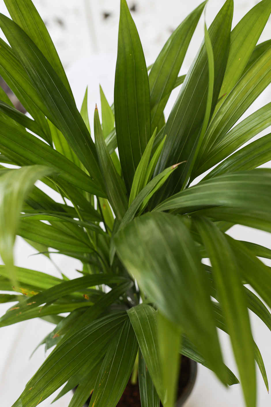Baby Areca Plant