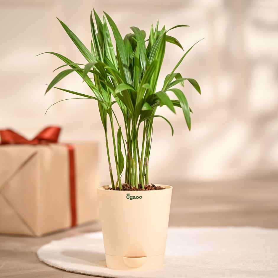 Ugaoo Areca Palm Plant with Self Watering Pot