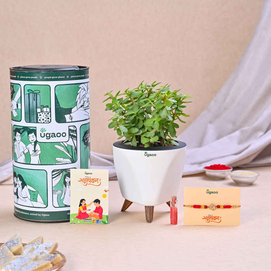 UGAOO Exotic Plant Hamper for Raksha Bandhan
