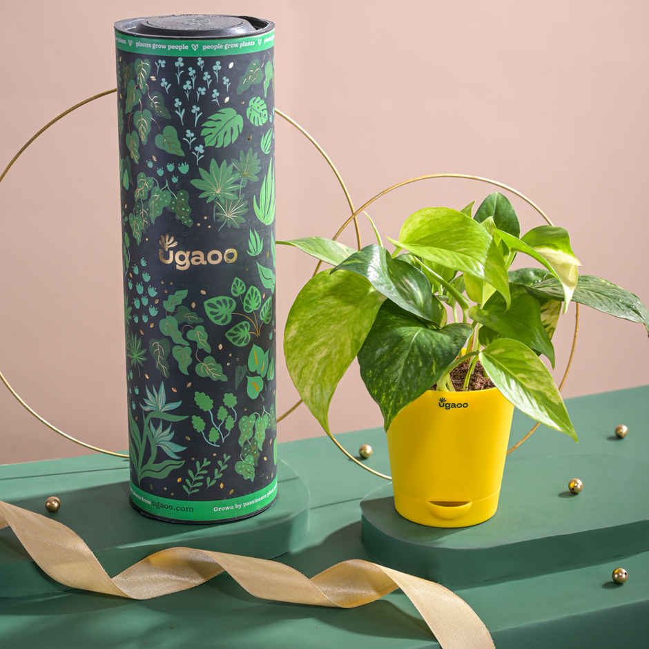 Ugaoo Money Plant Variegated With Self Watering Yellow Pot(1pc) & Ugaoo Two Layer Bamboo Plant(1pc) Combo