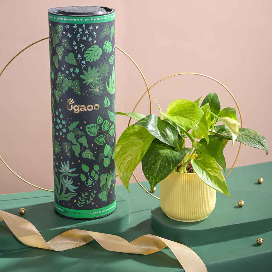 Ugaoo Good Luck Money Plant Variegated with Ibiza Pot | Gifting & Decor
