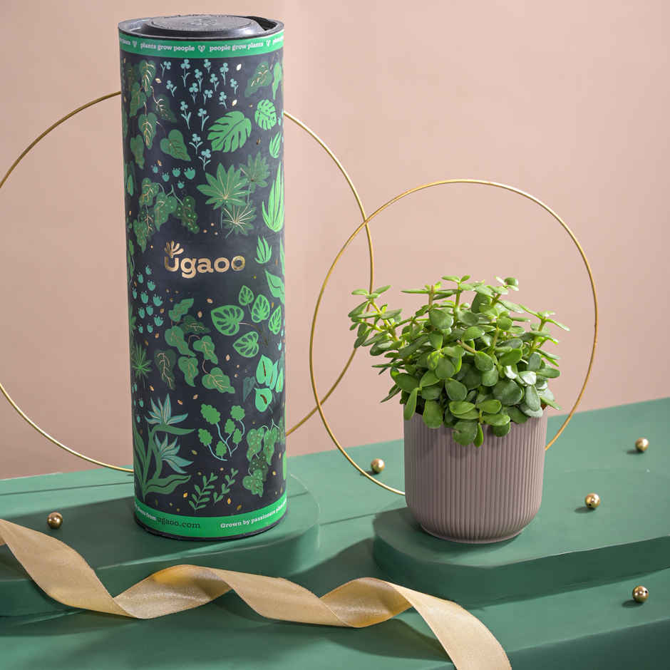 Ugaoo Jade Feng-Shui Plant with Ibiza Pot | Gifting & Decor