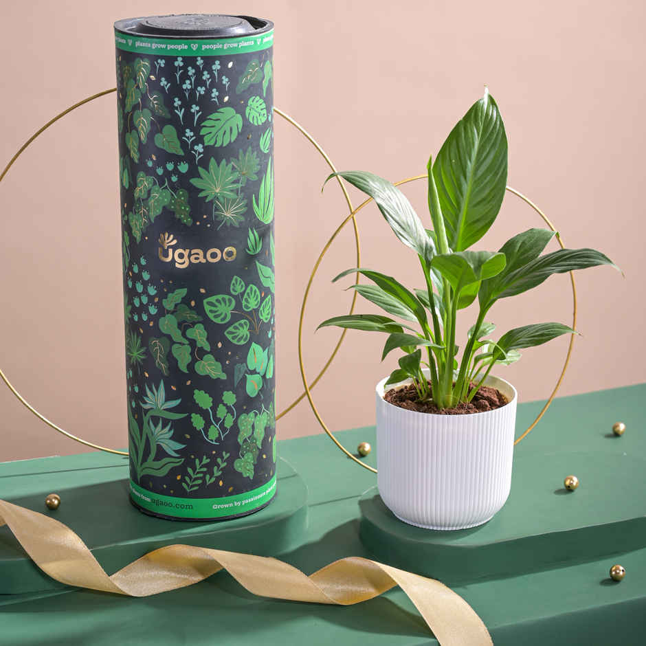 Ugaoo Air Purifying Peace Lily Plant Plant In Ibiza Pot | Father's Day Gifting