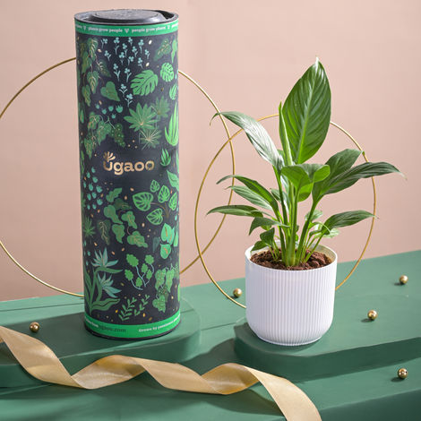 Ugaoo Air Purifying Peace Lily Plant Plant In Ibiza Pot