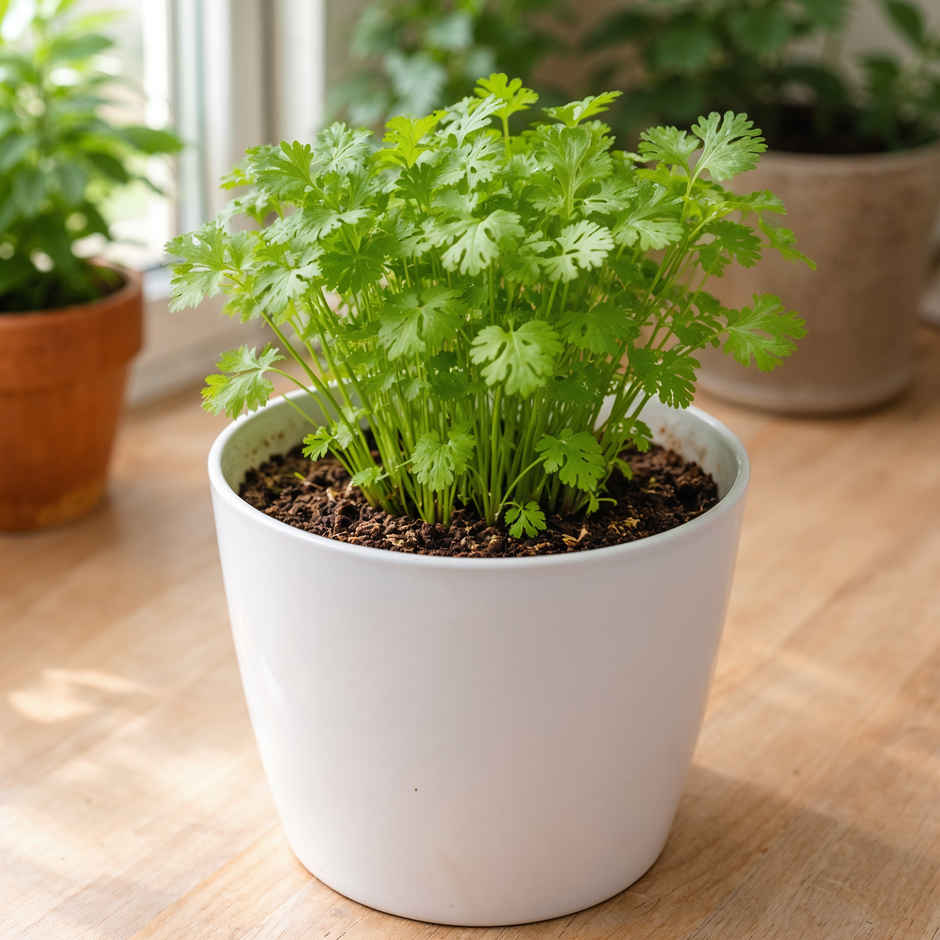 Herbal Gardening Kit - DIY Indoor Herb Garden Set with Seeds and Soil Peat