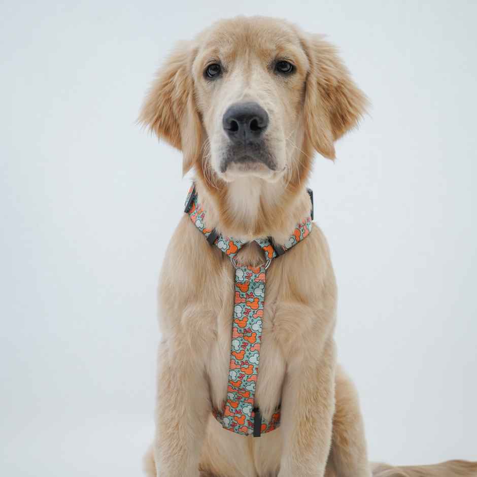 Pawgy Pets H-Harness Mickey Pastel Green For Dogs And Cats | L