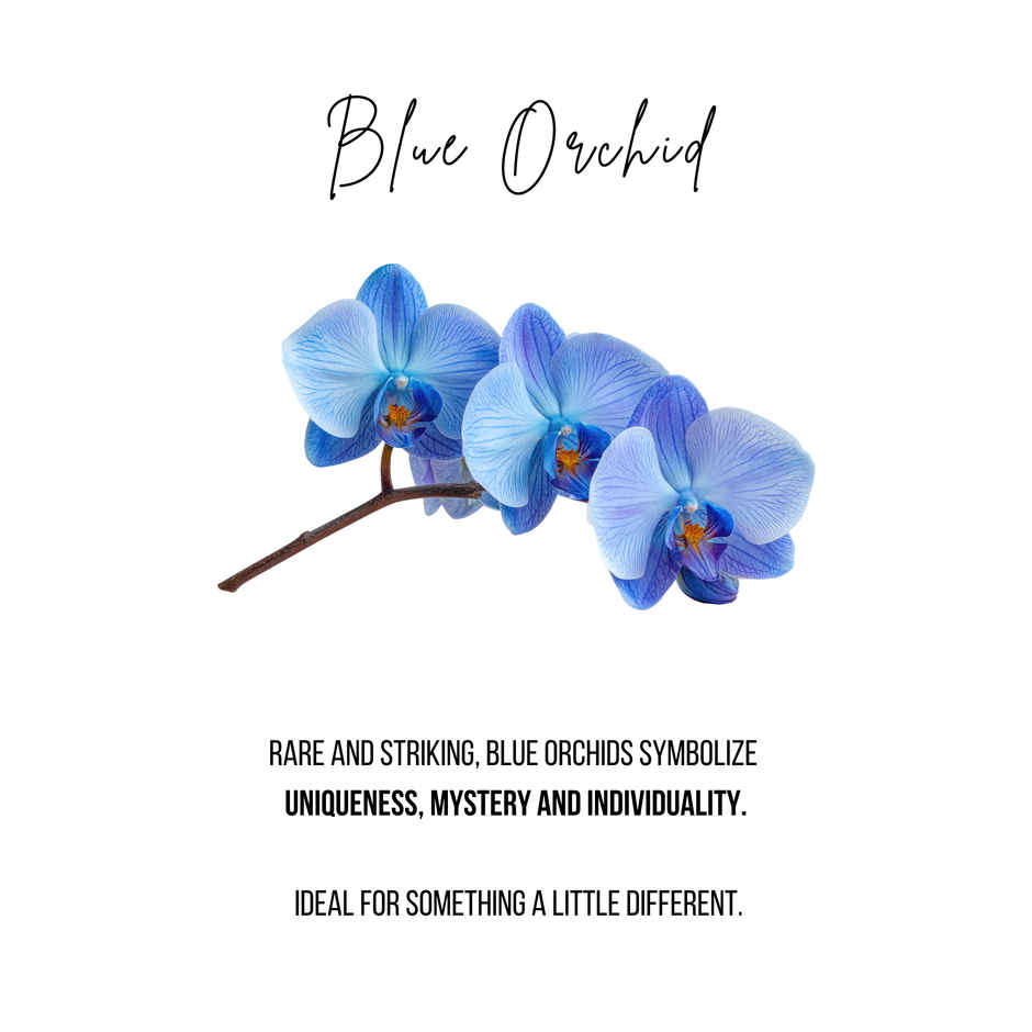 FlowerAura Single Blue Orchid in Black Paper | Gifting