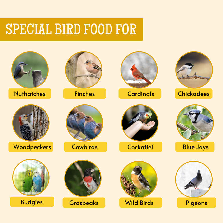 Foodie Puppies Striped Sunflower Seeds Bird Food - 1Kg For Parrots, Lovebirds, Cockatiels & Budgies