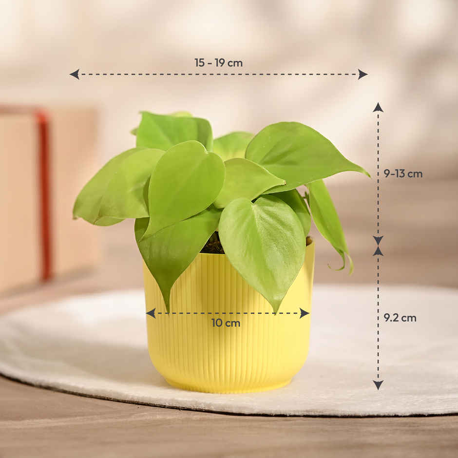 Ugaoo Philodendron Oxycardium Golden Plant with yellow Ibiza pot