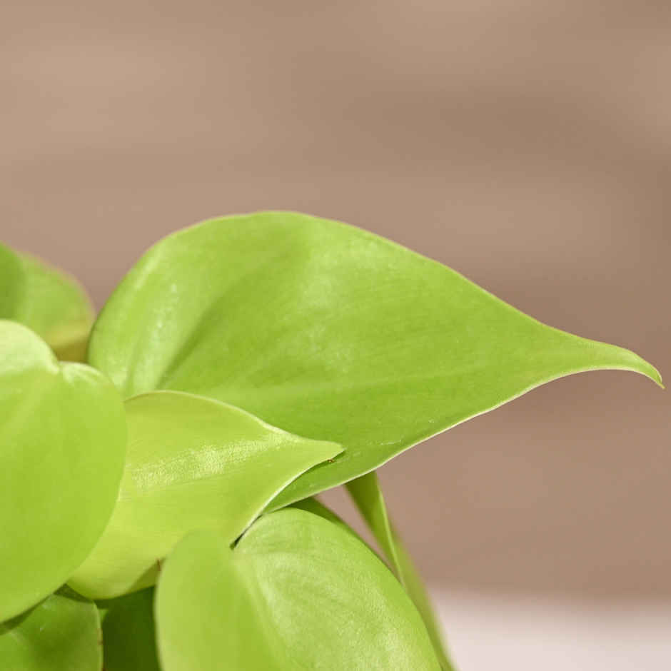 Ugaoo Philodendron Oxycardium Golden Plant with yellow Ibiza pot