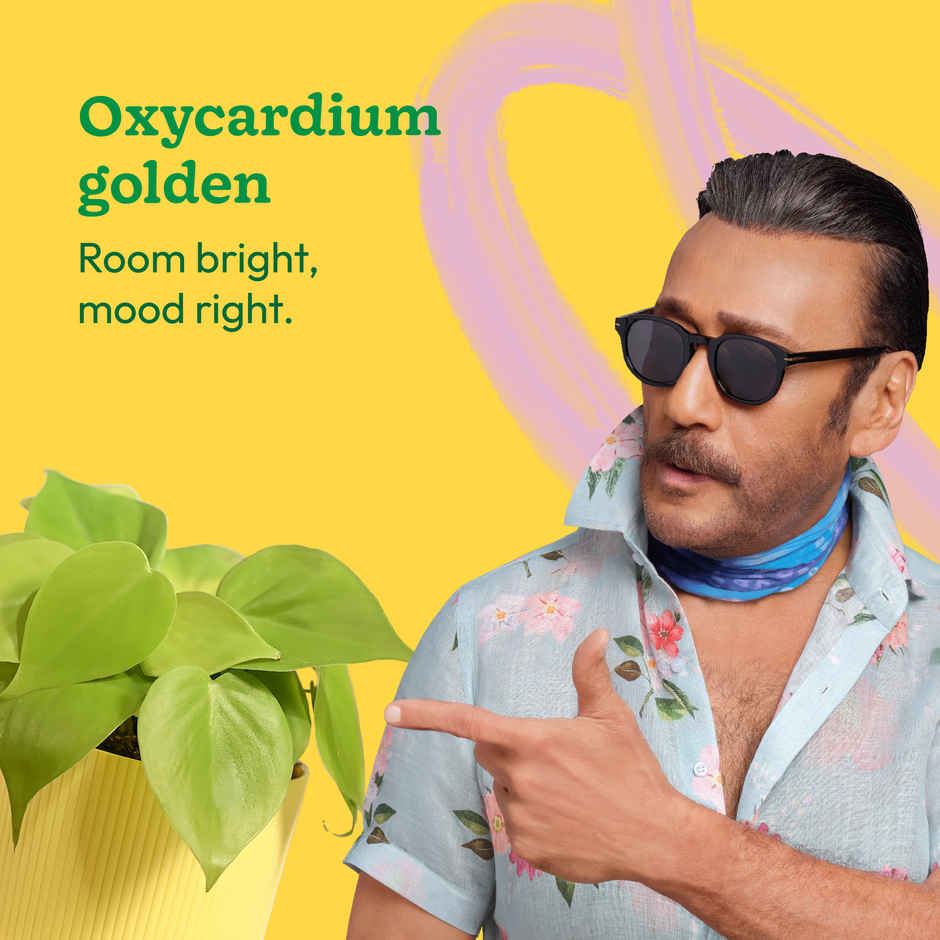 Ugaoo Philodendron Oxycardium Golden Plant with yellow Ibiza pot