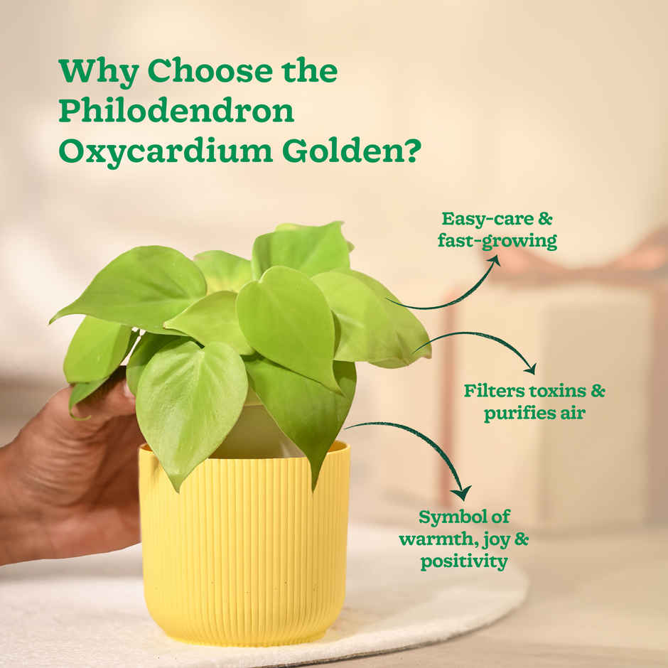 Ugaoo Philodendron Oxycardium Golden Plant with yellow Ibiza pot