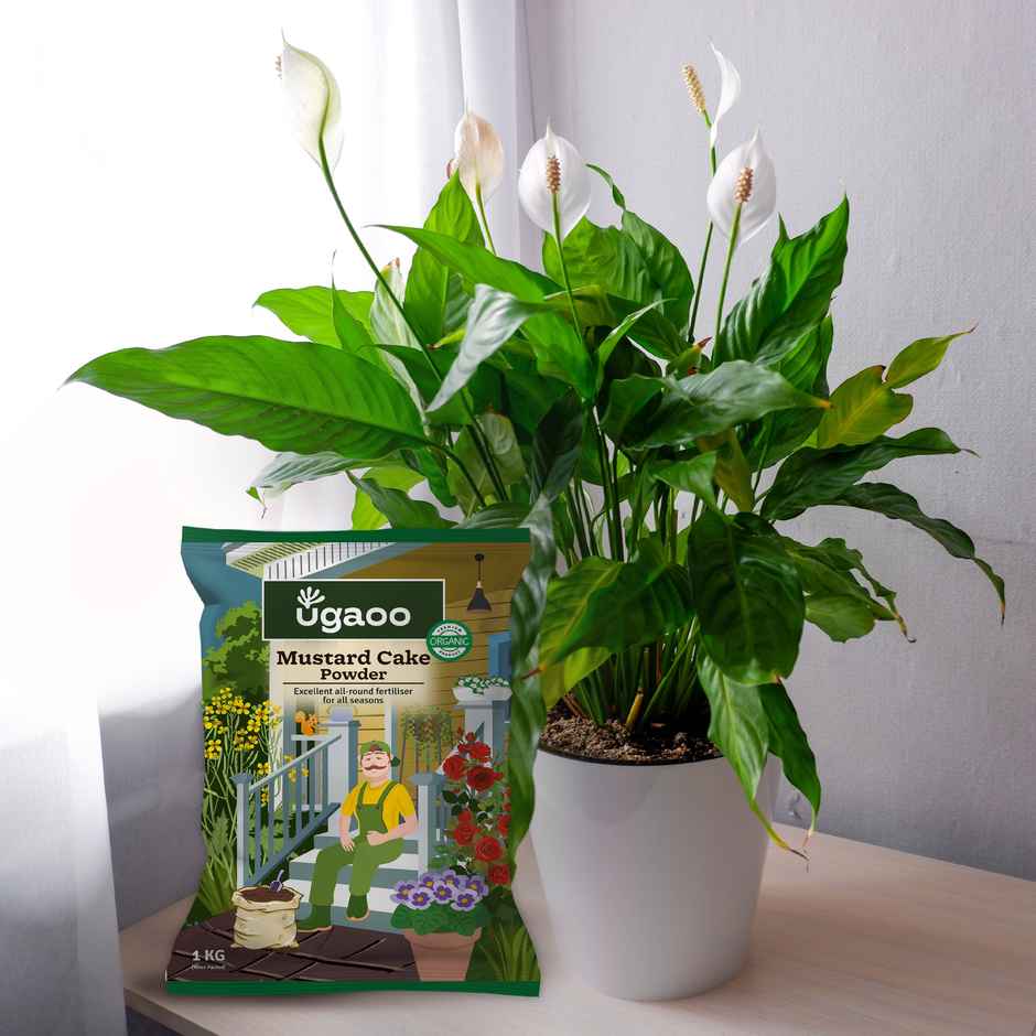 Ugaoo Mustard Cake Powder for Healthy Plants And Soil - 1 Kg - Gardening Accessories