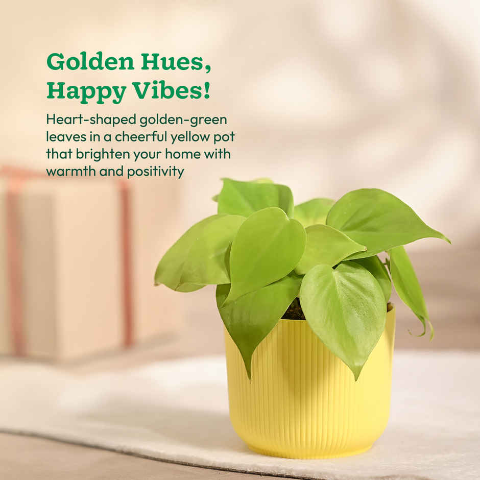 Ugaoo Philodendron Oxycardium Golden Plant with yellow Ibiza pot