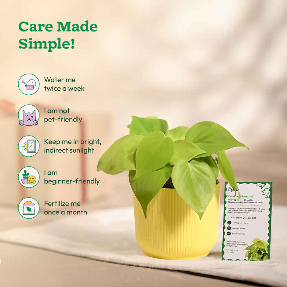 Ugaoo Philodendron Oxycardium Golden Plant with yellow Ibiza pot
