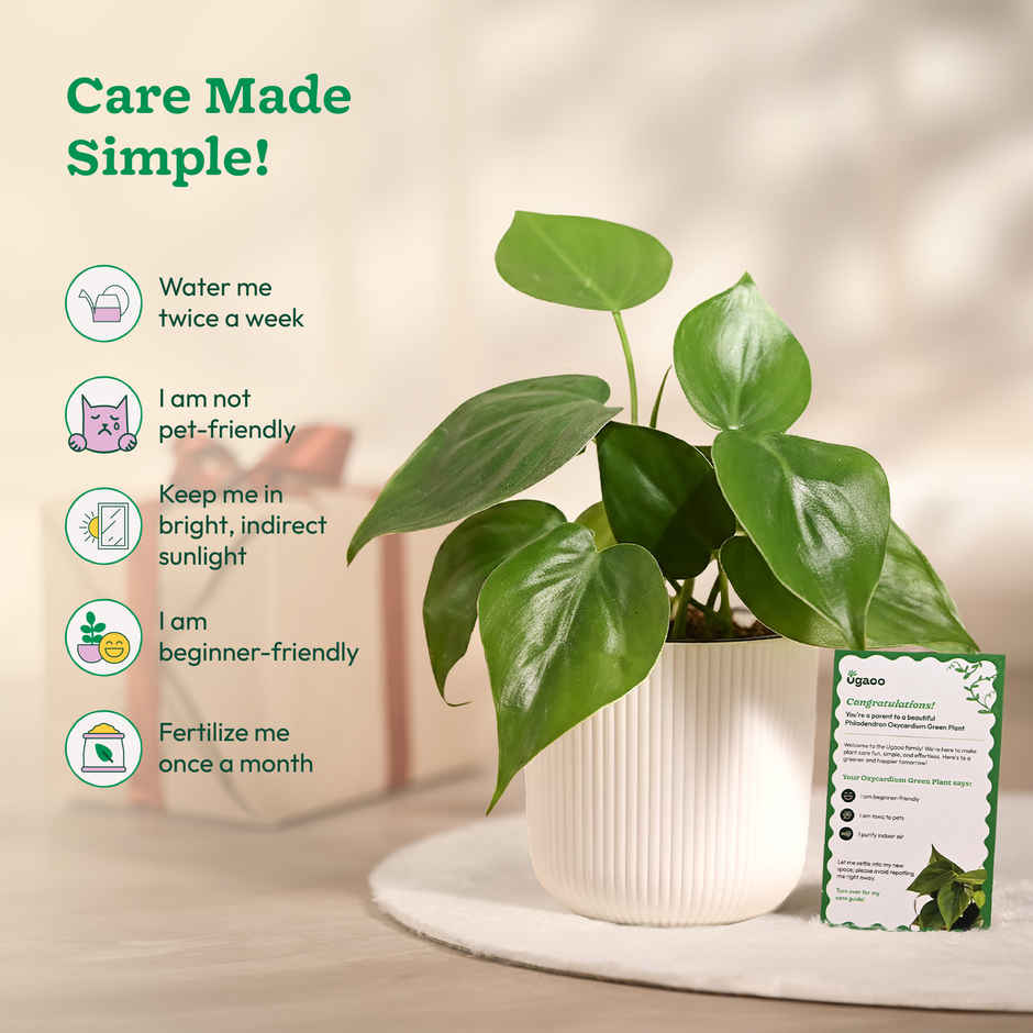 Ugaoo Philodendron Oxycardium Green Plant with White Ibiza pot | Gifting & Decor