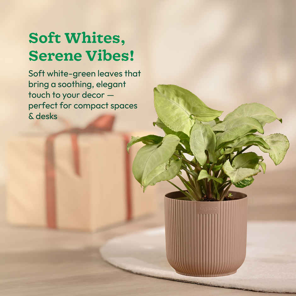 Ugaoo Syngonium White with Mocca Ibiza Pot | Gifting & Decor