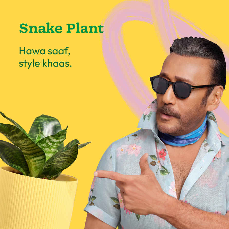 Ugaoo Snake green with yellow Ibiza Pot | Gifting & Decor