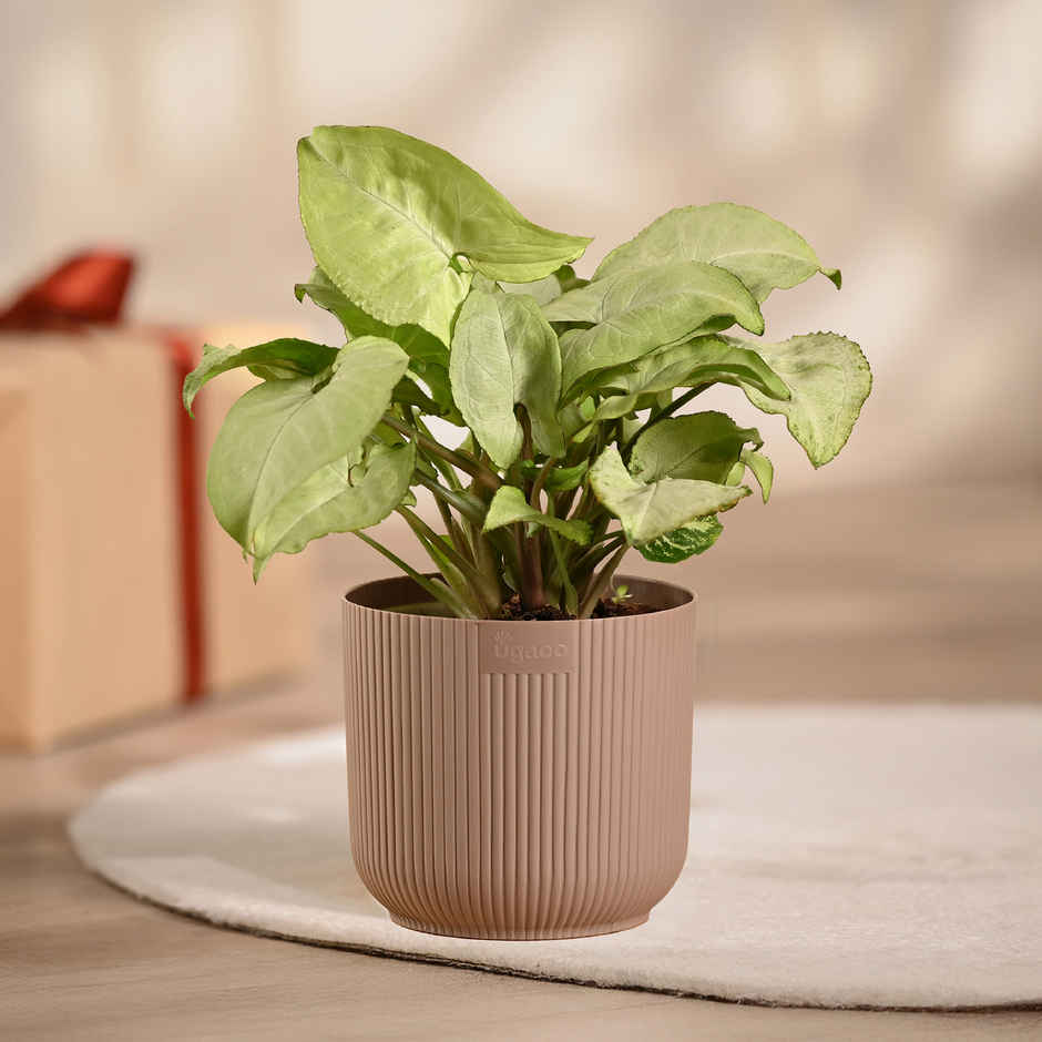 Ugaoo Syngonium White with Mocca Ibiza Pot | Gifting & Decor
