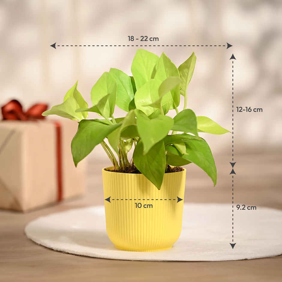 Ugaoo Money Plant Golden in Yellow Ibiza Pot | Gifting & Decor