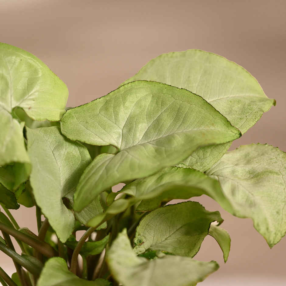 Ugaoo Syngonium White with Mocca Ibiza Pot | Gifting & Decor