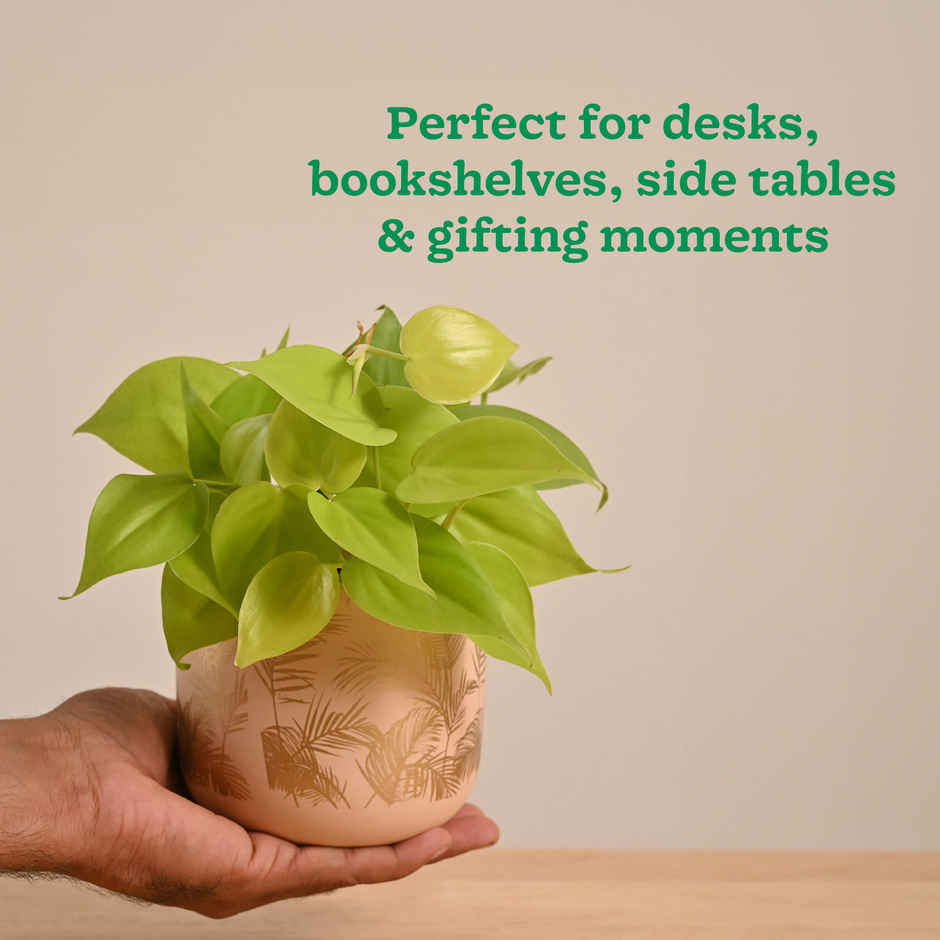 Ugaoo Philodendron Oxycardium Golden Plant with Sienna Terracotta Pot (Gifting & Decor)