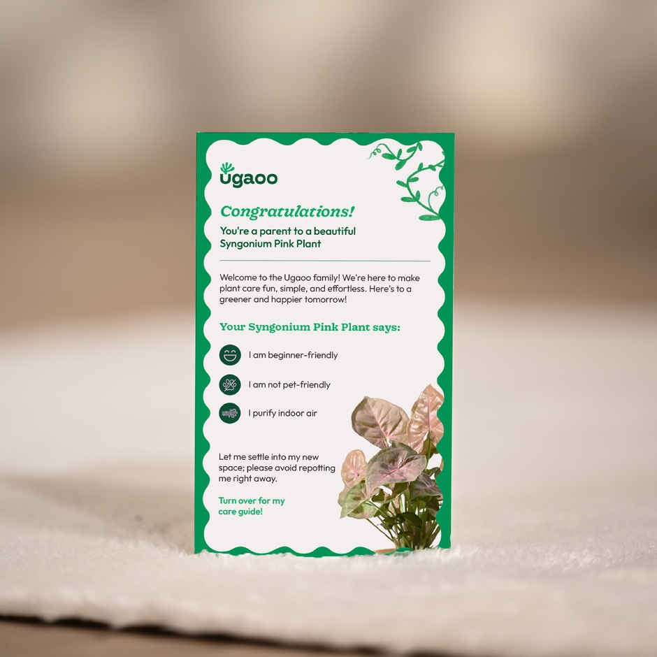 Ugaoo Syngonium Pink Plant with White Ibiza Pot