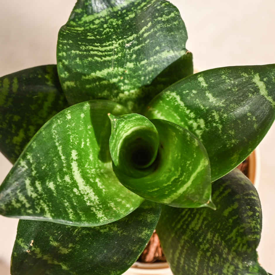 Ugaoo Snake green with yellow Ibiza Pot | Gifting & Decor