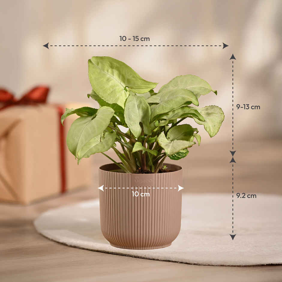 Ugaoo Syngonium White with Mocca Ibiza Pot | Gifting & Decor