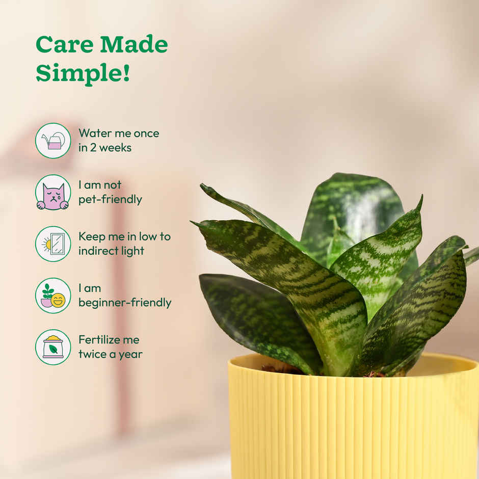 Ugaoo Snake green with yellow Ibiza Pot | Gifting & Decor