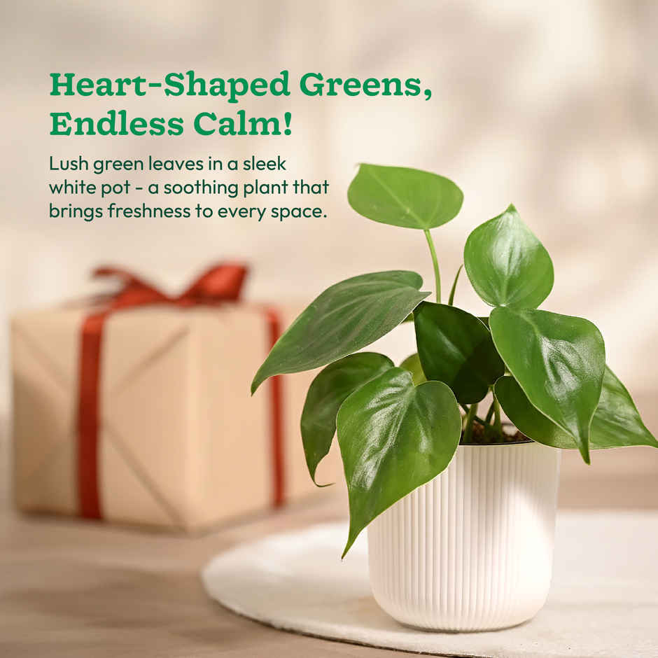 Ugaoo Philodendron Oxycardium Green Plant with White Ibiza pot | Gifting & Decor