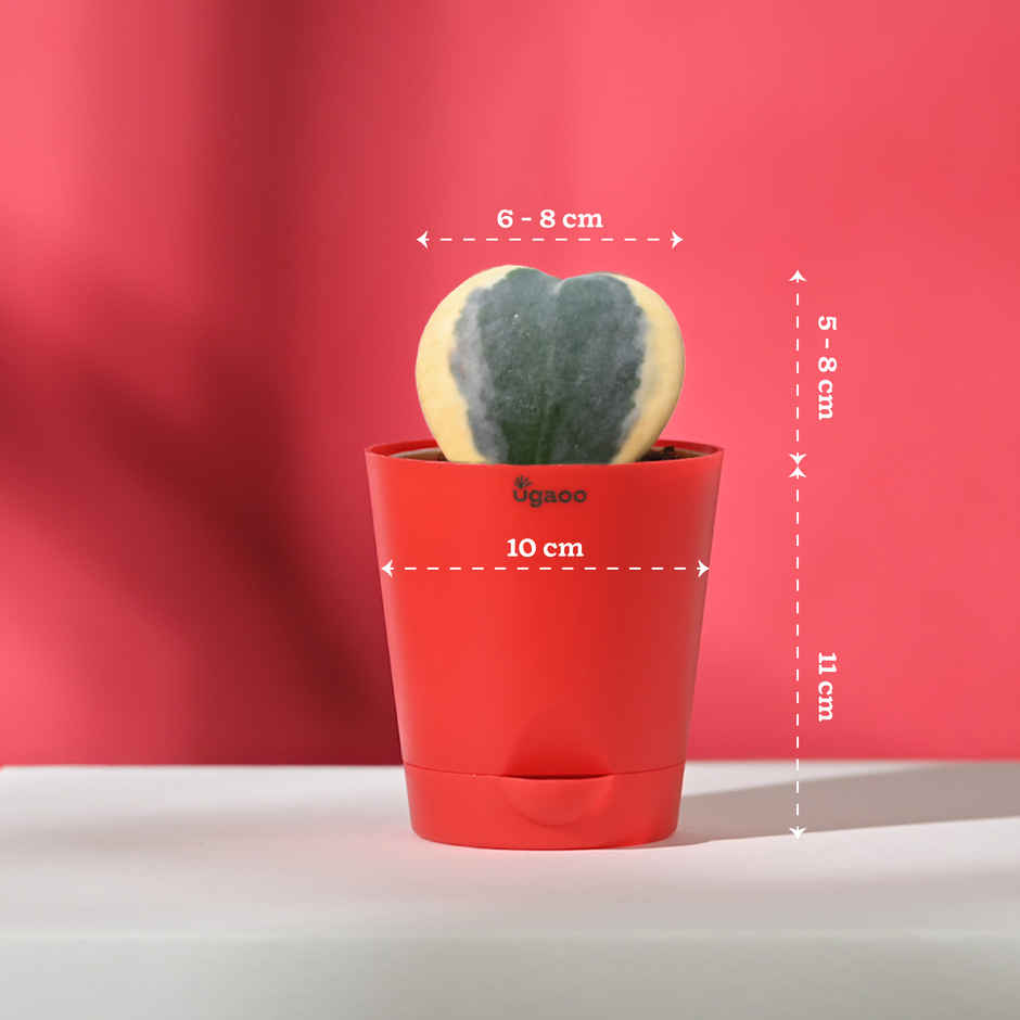 Ugaoo Heart Hoya Verigated Plant With Red Self Watering Pot(1pc) & Fnp Radiant Red Rose Bouquet(1pc) Combo