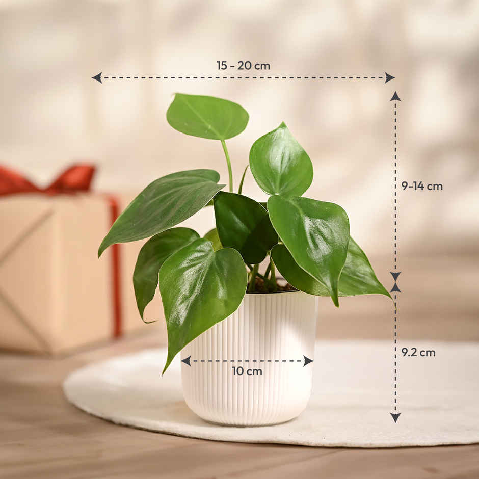 Ugaoo Philodendron Oxycardium Green Plant with White Ibiza pot | Gifting & Decor