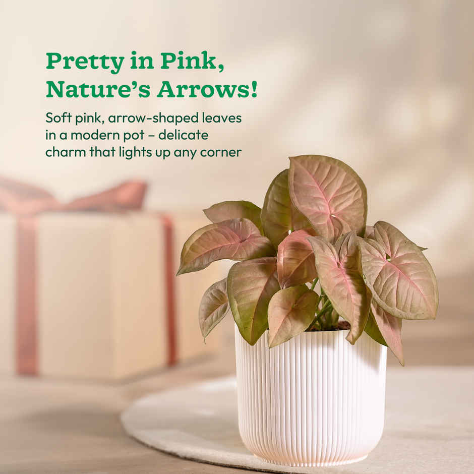 Ugaoo Syngonium Pink Plant with White Ibiza Pot