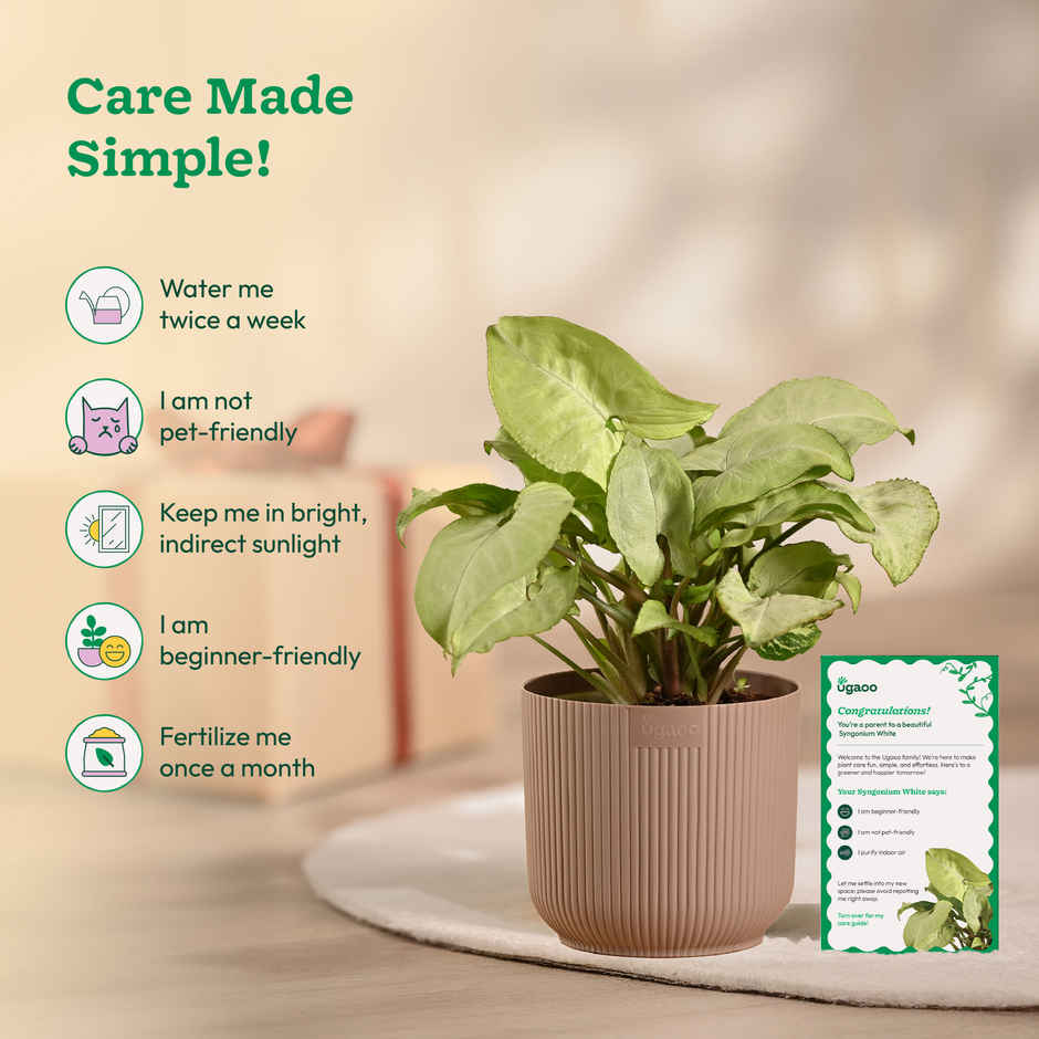 Ugaoo Syngonium White with Mocca Ibiza Pot | Gifting & Decor