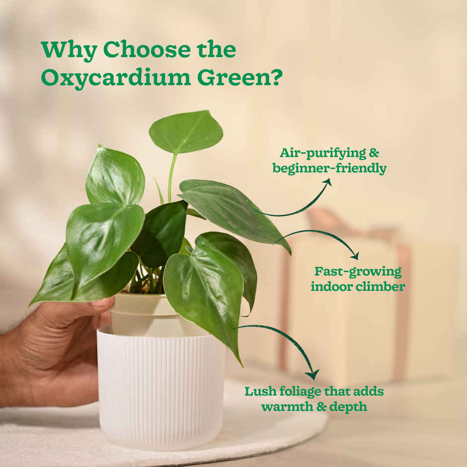 Ugaoo Philodendron Oxycardium Green Plant with White Ibiza pot | Gifting & Decor