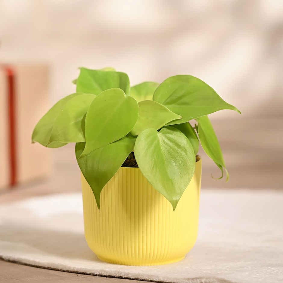 Ugaoo Philodendron Oxycardium Golden Plant with yellow Ibiza pot