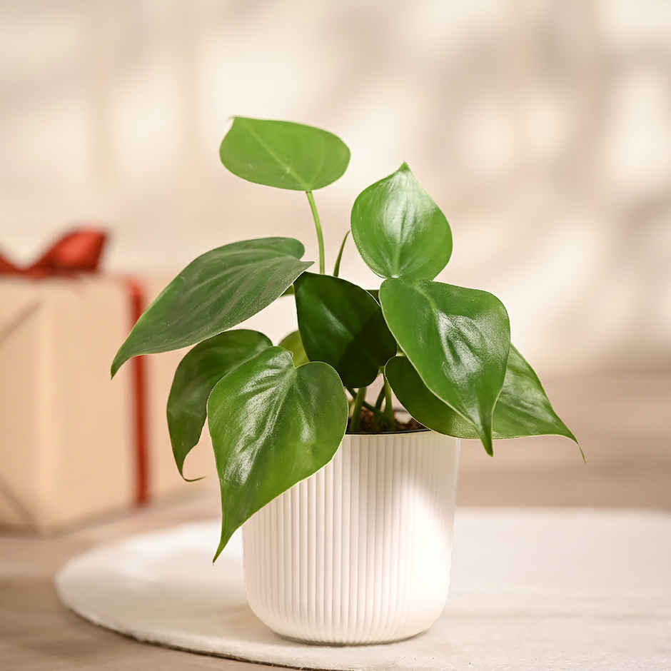 Ugaoo Philodendron Oxycardium Green Plant with White Ibiza pot | Gifting & Decor