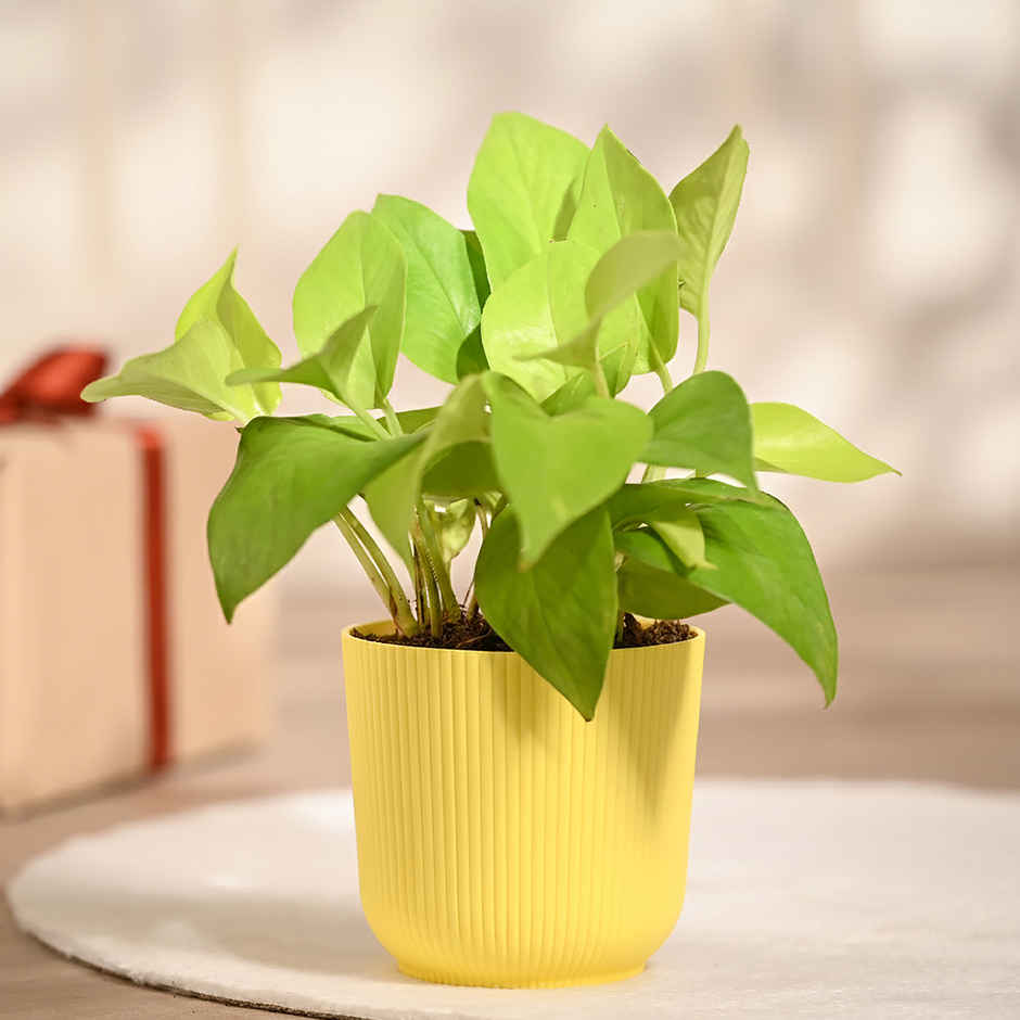 Ugaoo Money Plant Golden in Yellow Ibiza Pot
