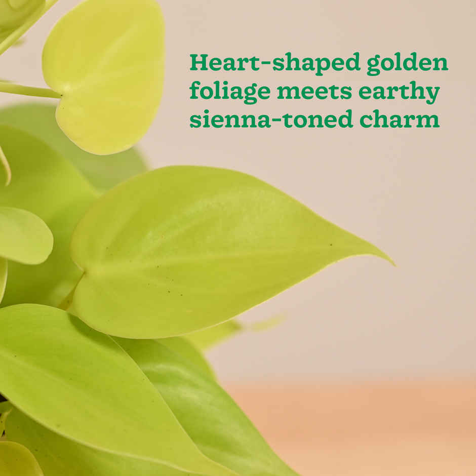 Ugaoo Philodendron Oxycardium Golden Plant with Sienna Terracotta Pot (Gifting & Decor)