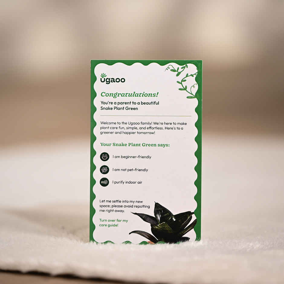 Ugaoo Snake green with yellow ibiza pot