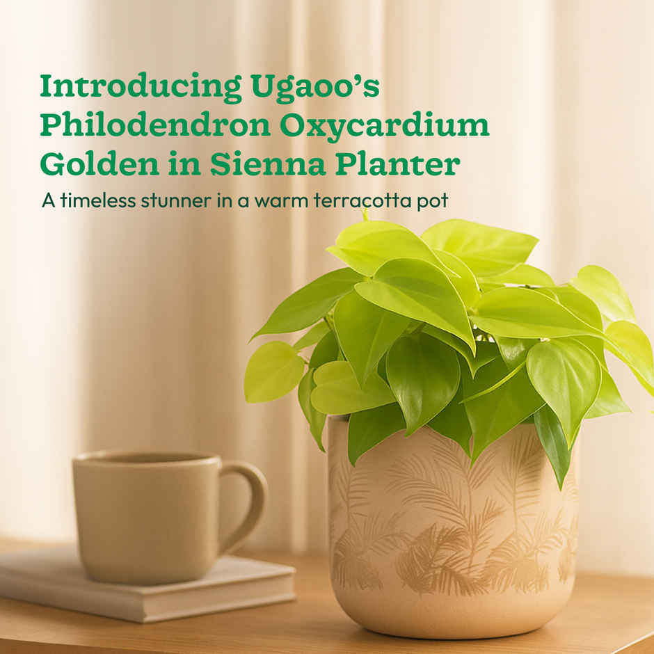Ugaoo Philodendron Oxycardium Golden Plant with Sienna Terracotta Pot (Gifting & Decor)