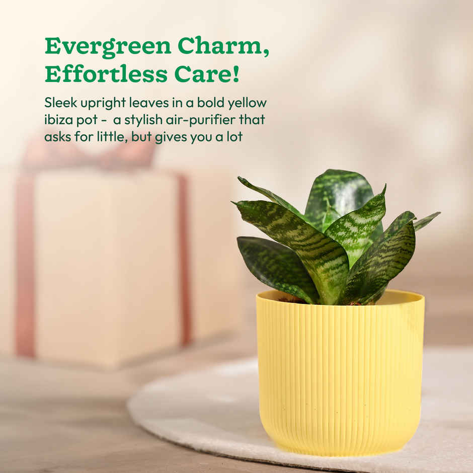 Ugaoo Snake green with yellow Ibiza Pot | Gifting & Decor