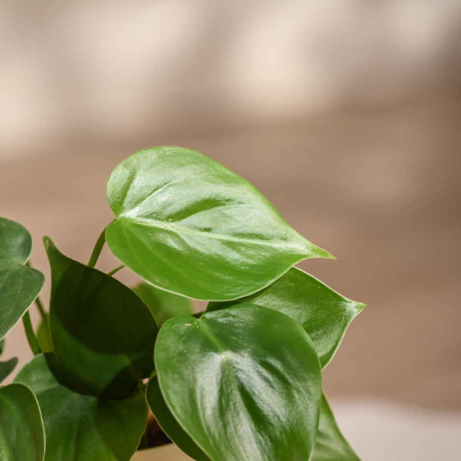 Ugaoo Philodendron Oxycardium Green Plant with White Ibiza pot | Gifting & Decor