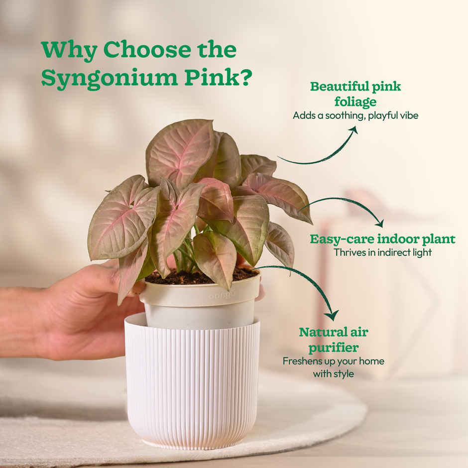 Ugaoo Syngonium Pink Plant with White Ibiza Pot