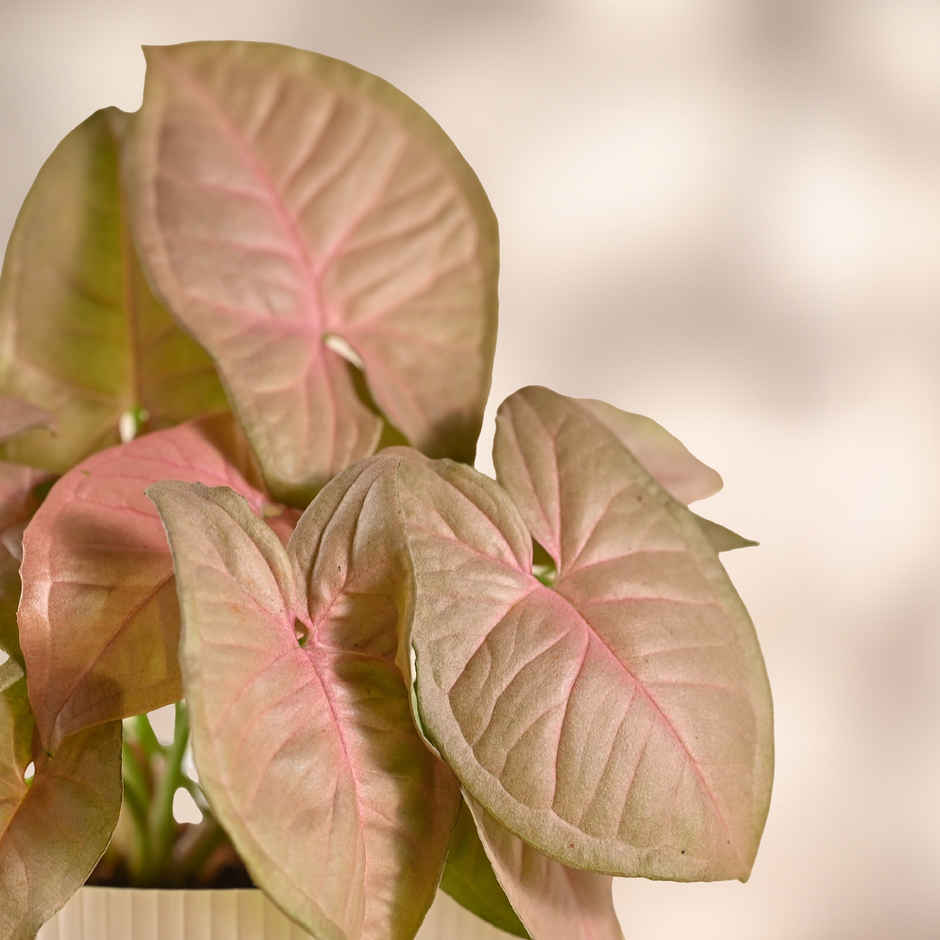 Ugaoo Syngonium Pink Plant with White Ibiza Pot