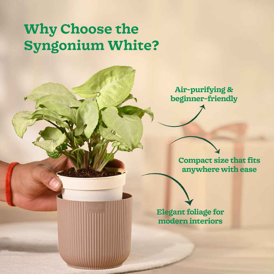 Ugaoo Syngonium White with Mocca Ibiza Pot | Gifting & Decor