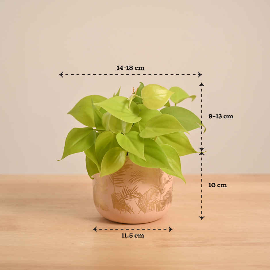 Ugaoo Philodendron Oxycardium Golden Plant with Sienna Terracotta Pot (Gifting & Decor)